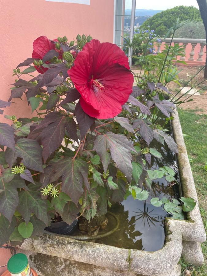 D'hotes Duplex Le Petit Mas Nicois De La Rose Nice